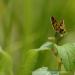 View the image: Fiery skipper on a leaf