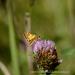 View the image: Fiery skipper on red clover