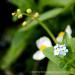 View the image: Forget me nots in the rocks