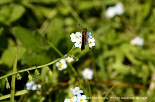 Skipper on forget me nots