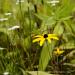 View the image: Wildflower detail with susans