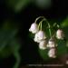 View the image: Little bells