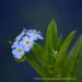 View the image: Tiny blue petals