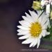 View the image: Daisy daisy