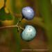 View the image: Dogwood berries