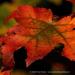 View the image: Full spectrum of fall