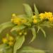 View the image: Last of the goldenrods