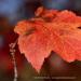 View the image: Lone leaf