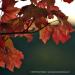 View the image: Red maple