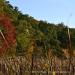 View the image: Reeds in fall