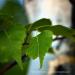 View the image: Birch leaves