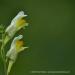 View the image: Snapdragons closeup