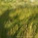 View the image: Waving grasses