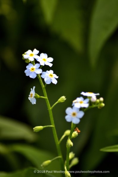Forget-me-nots detail