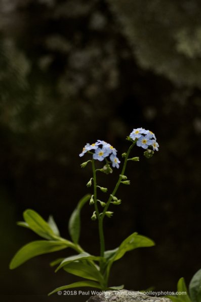 Forget-me-nots on stone