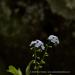 View the image: Forget-me-nots on stone