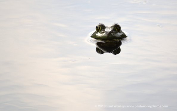 Frog taking a peek