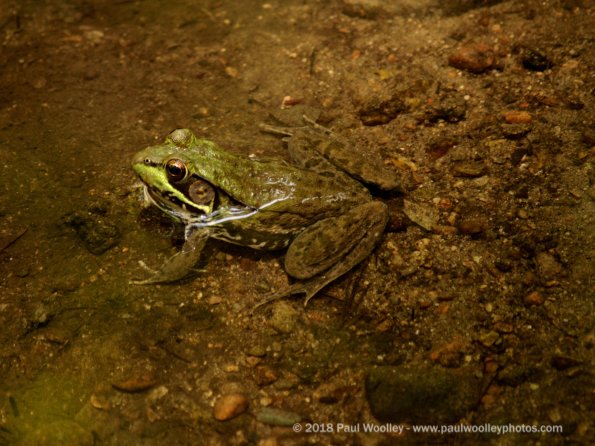 Froggy relaxing