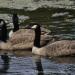 View the image: Geese family
