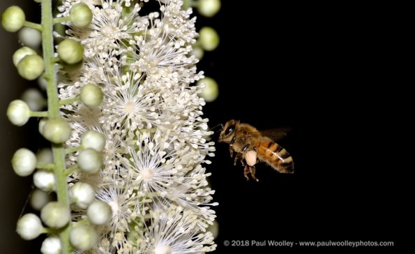 Honeybee macro