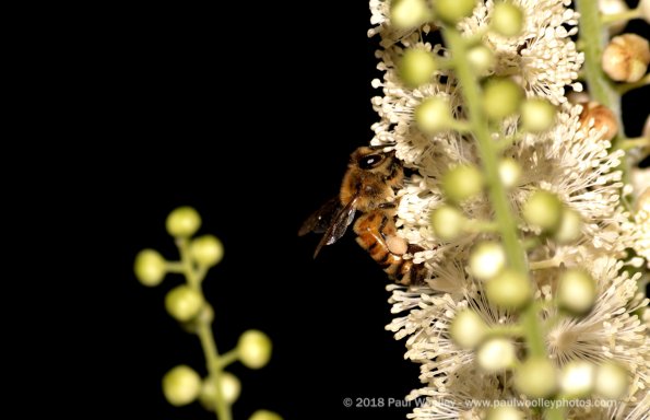Honeybee pollinating