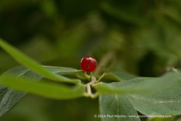 One red berry