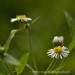 View the image: Tiny daisies and pollination agent