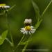 View the image: Tiny pollinator
