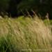 View the image: Wild grasses in the wind