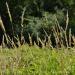 View the image: Wild grasses