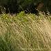 View the image: Windy grass