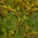 View the image: Yellow wild floral arrangement