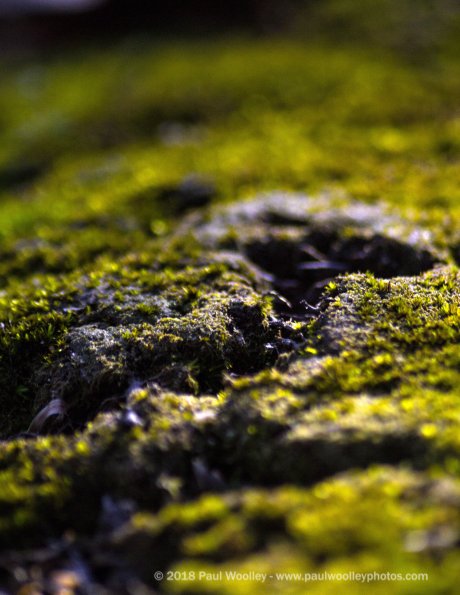 Macro moss forest