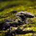 View the image: Macro moss forest