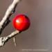 View the image: Red sphere
