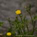 View the image: Buttercup bounty