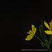 View the image: Buttercup macro