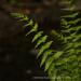 View the image: Ladderlike ferns