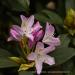 View the image: Rhododendrons
