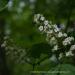 View the image: Tree blooms