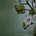 View the image: White and pink blossoms
