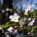 View the image: Ornamental Cherry