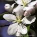 View the image: Soft white petals
