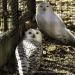 View the image: Suspicious Snowy Owls