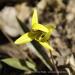 View the image: Trout Lily (Erythronium americanum)