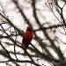 View the image: Regal Cardinal