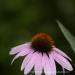 View the image: Echinacia or purple coneflower