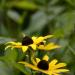 View the image: Susans growing