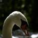 View the image: Swan portrait
