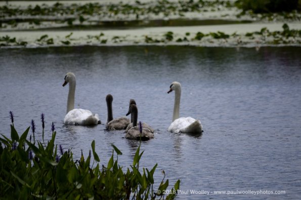 Swans leaving